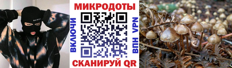 Псилоцибиновые грибы GOLDEN TEACHER  Сортавала 